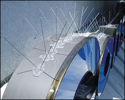 Bird spikes installation in Amherst VA