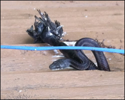 Snake control in Amherst VA