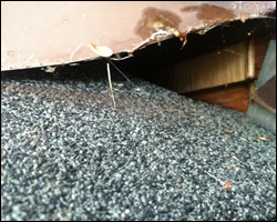 Amherst VA wildlife exclusion