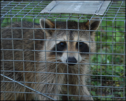 Amherst wildlife trapping