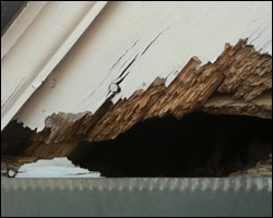 Squirrel damage in Amherst VA