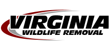 Amherst Wildlife Removal